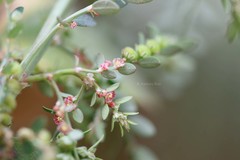 Phyllanthus fraternus